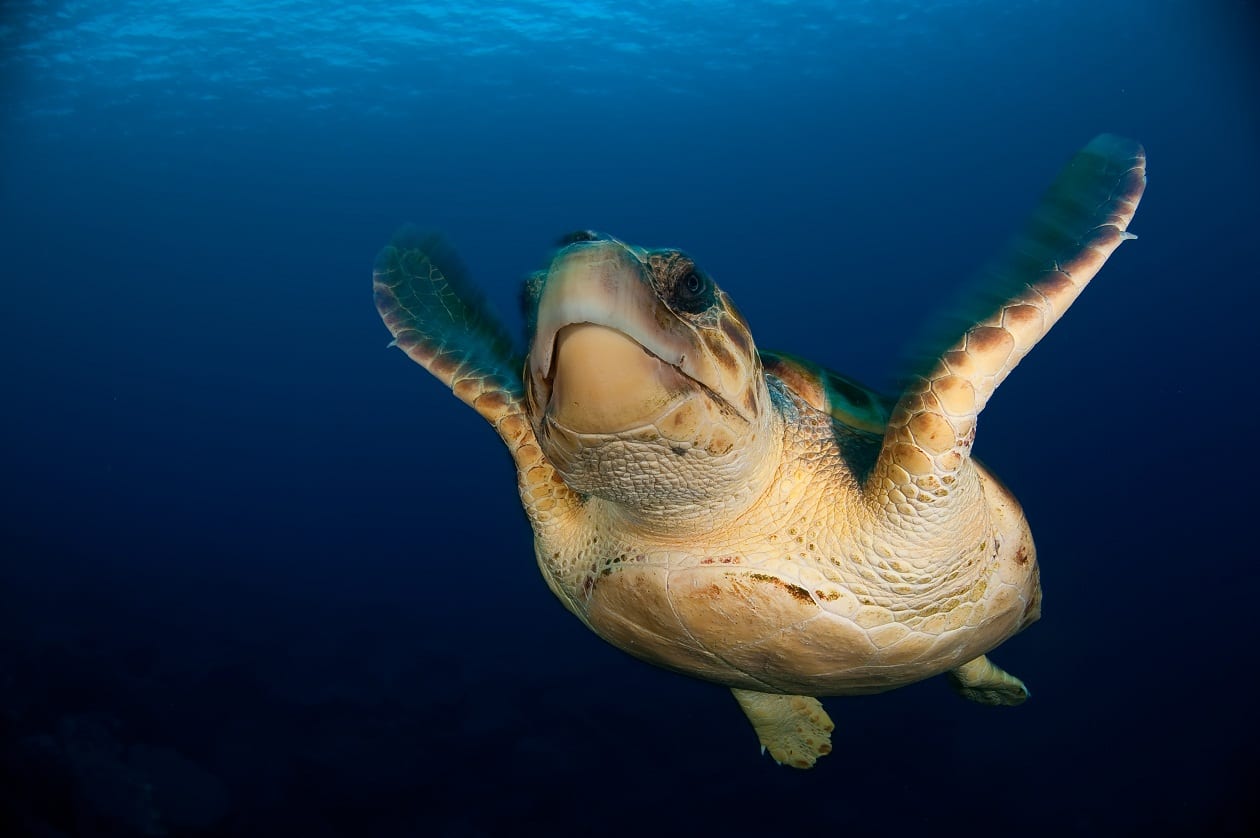 Loggerhead 2