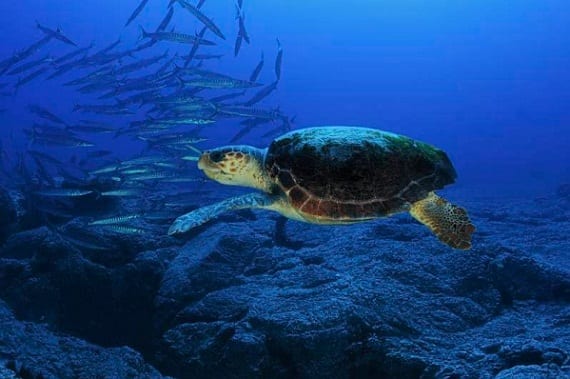 Loggerhead 1