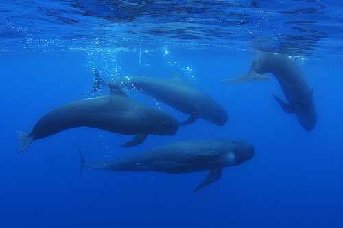 Long-finned pilot whales. Credit: Oceana/Carlos Minguell