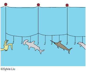 https://usa.oceana.org/wp-content/uploads/sites/4/longline-diagram.jpg