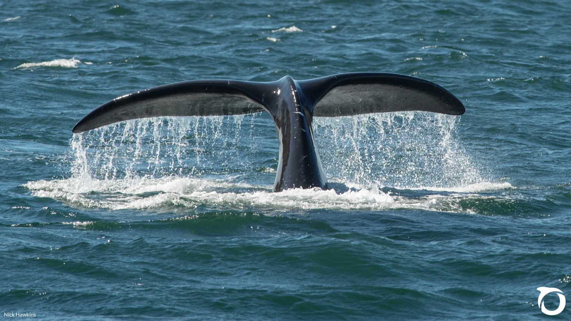 New Estimate Finds North Atlantic Right Whale Population Dwindling ...