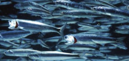 Northern Anchovy - Pier Fishing in California