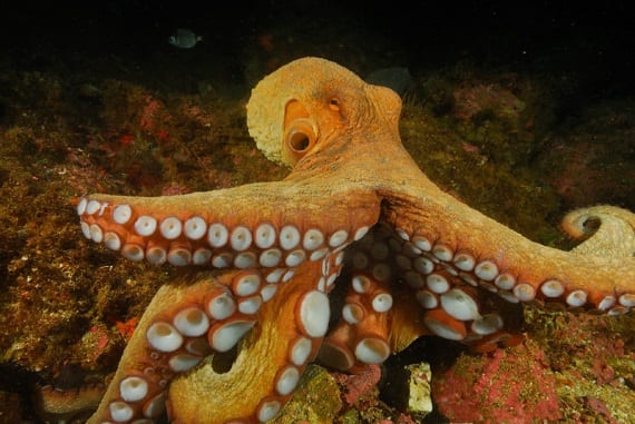 Photos: A Look at Some of the Ocean’s Most Beautiful Tentacles - Oceana USA