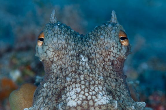 Octopus head