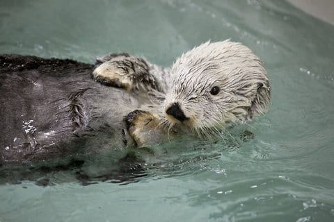 Exxon Valdez Survivor, Kenai the Otter, Dies - Oceana USA