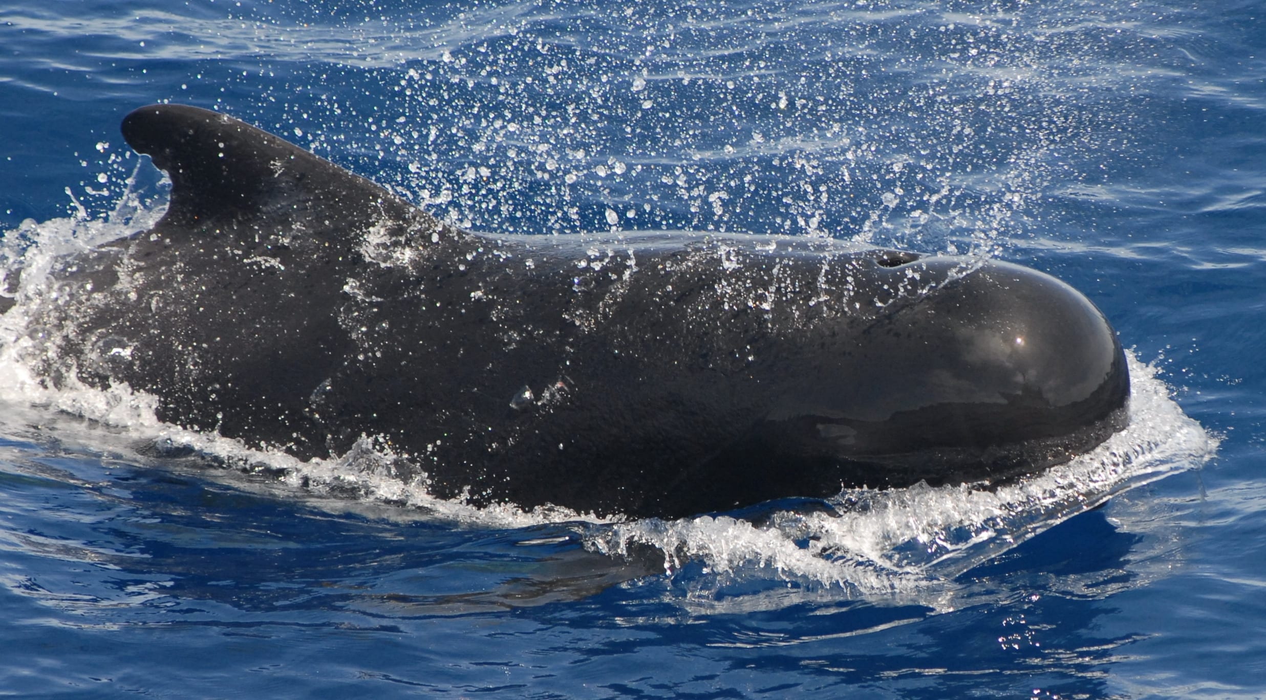 Drift Gillnets - Oceana USA