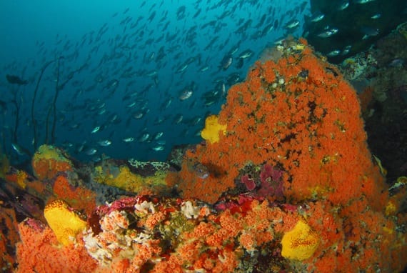 Oceana Launches Underwater ReefCam in the Caribbean - Oceana USA