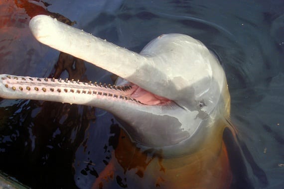 sharp teeth animals