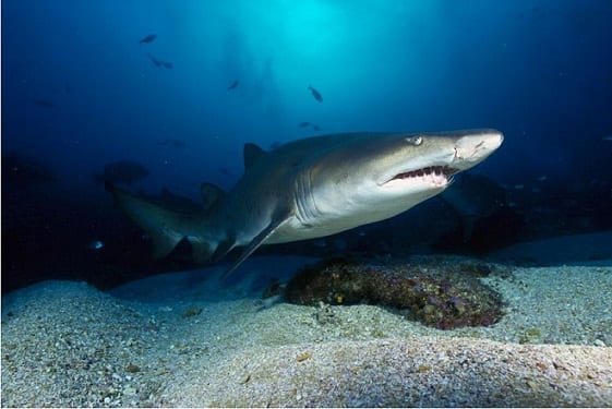 Sand Tiger Shark