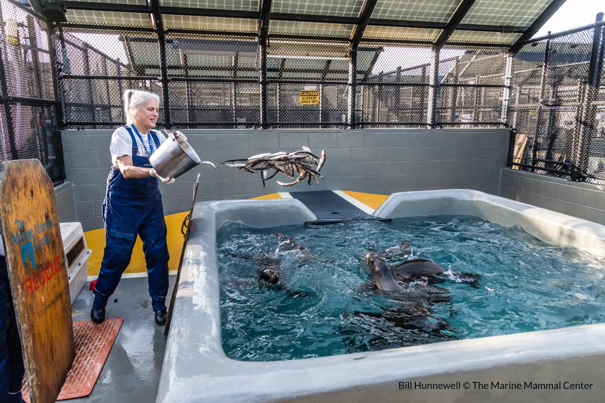 Home  The Marine Mammal Center