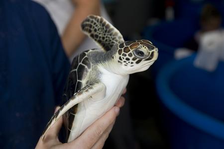 Endangered Sea Turtles Face Increased Threats - Oceana USA