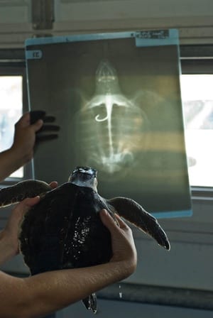 Sea Turtles and Circle Hooks in the NYT - Oceana USA