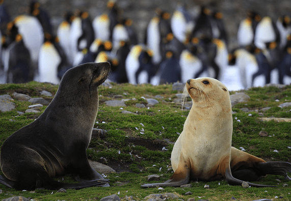 ocean-news-nc-fishermen-face-tighter-restrictions-antarctic-fur-seals