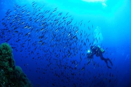 Is Sea Life Worth It? - Oceana USA