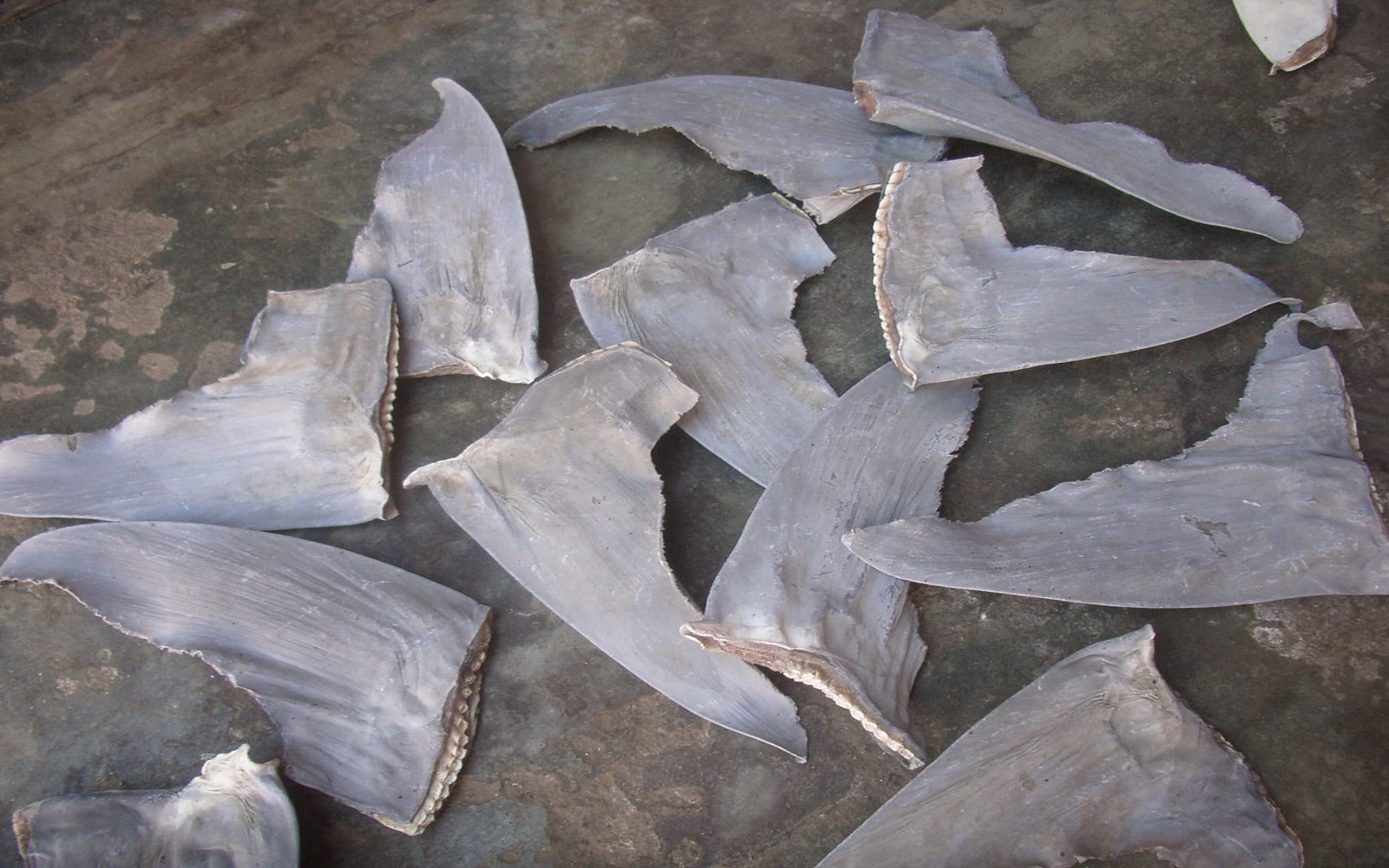 Ceo Note: Grubhub, It’s Time To Take Shark Fin Soup Off The Menu 