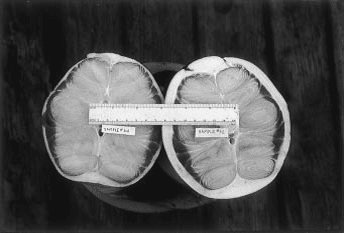 Caption: This image shows that male blue sharks (left) have noticeably thinner skin than their female counterparts (right). Photo credit: Harold L. “Wes” Pratt from Pratt and Carrier (2001) A Review of Elasmobranch Reproductive Behavior with a Case Study on the Nurse Shark, Ginglymostoma Cirratum