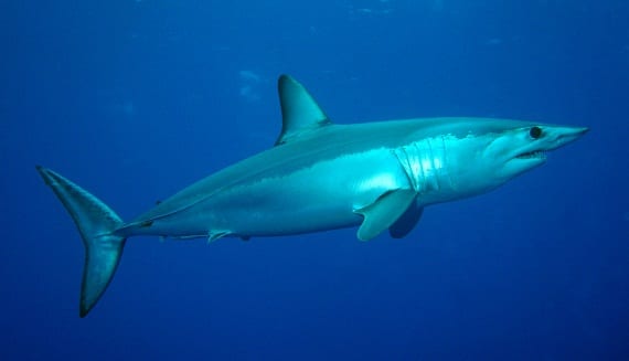 Rare soupfin shark caught and saved by Dana Point captain famous for  disentangling great white shark in surf line – Orange County Register