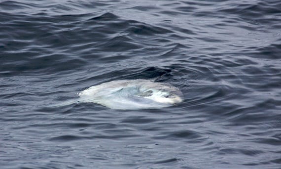 Goofy Looking Ocean Sunfish Are Actually Active Swimmers and