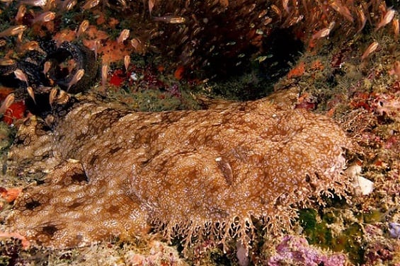 Tasseled Wobbegong