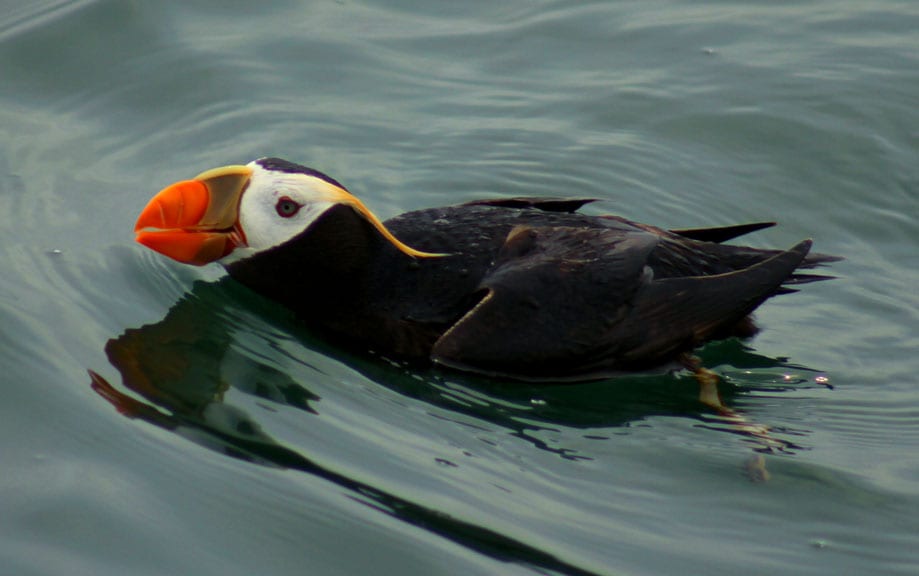 Tufted puffin | © Oceana