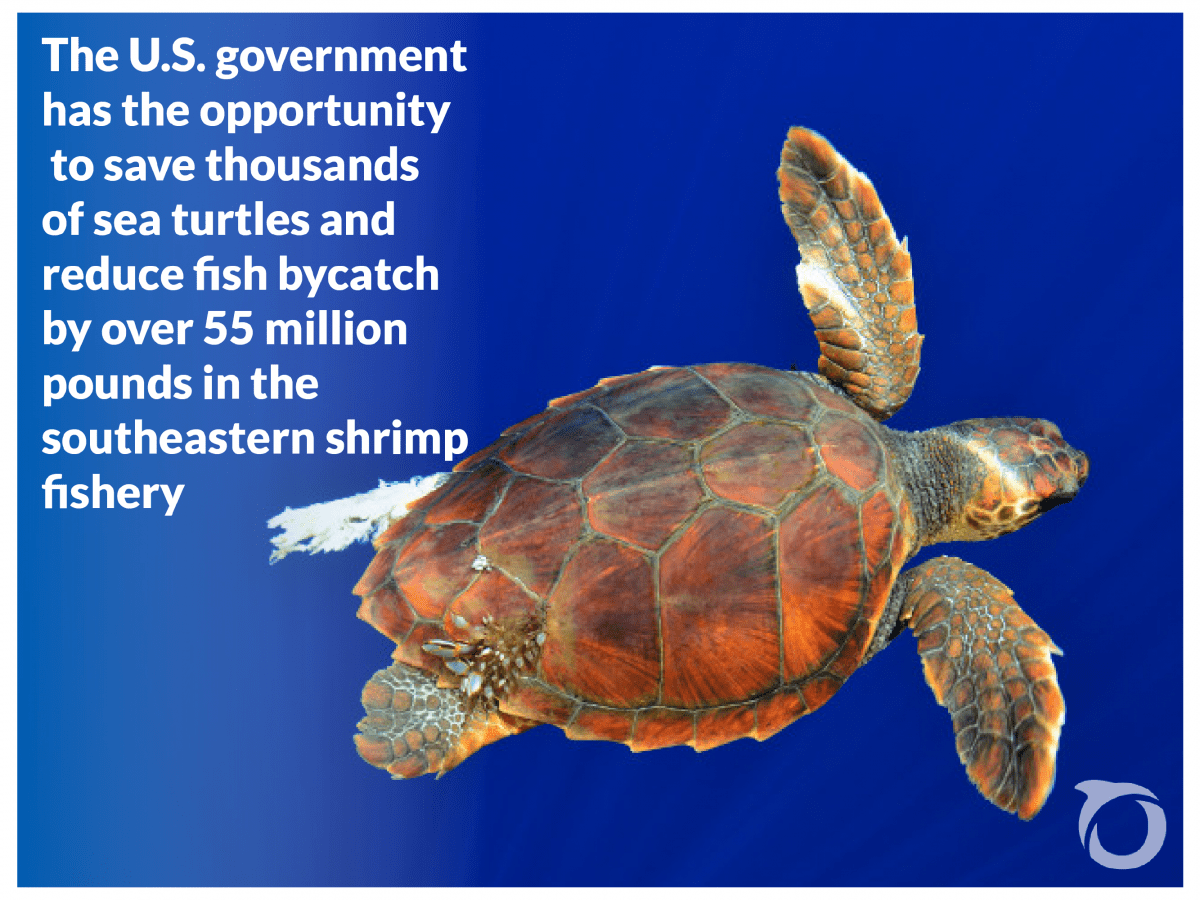 What Can You Do to Save Sea Turtles?