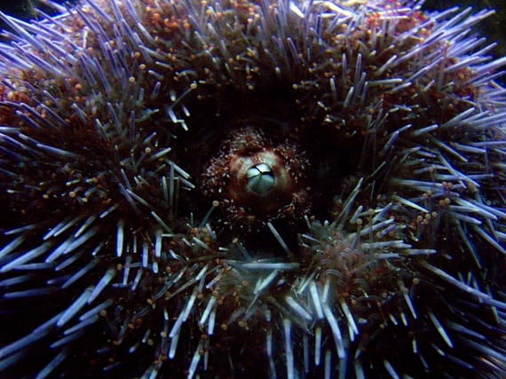 Photos: Meet the Ocean Animals with the Wildest Teeth - Oceana USA