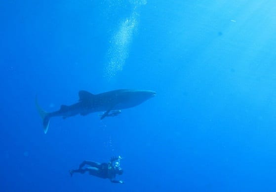 Whale Shark with Diver