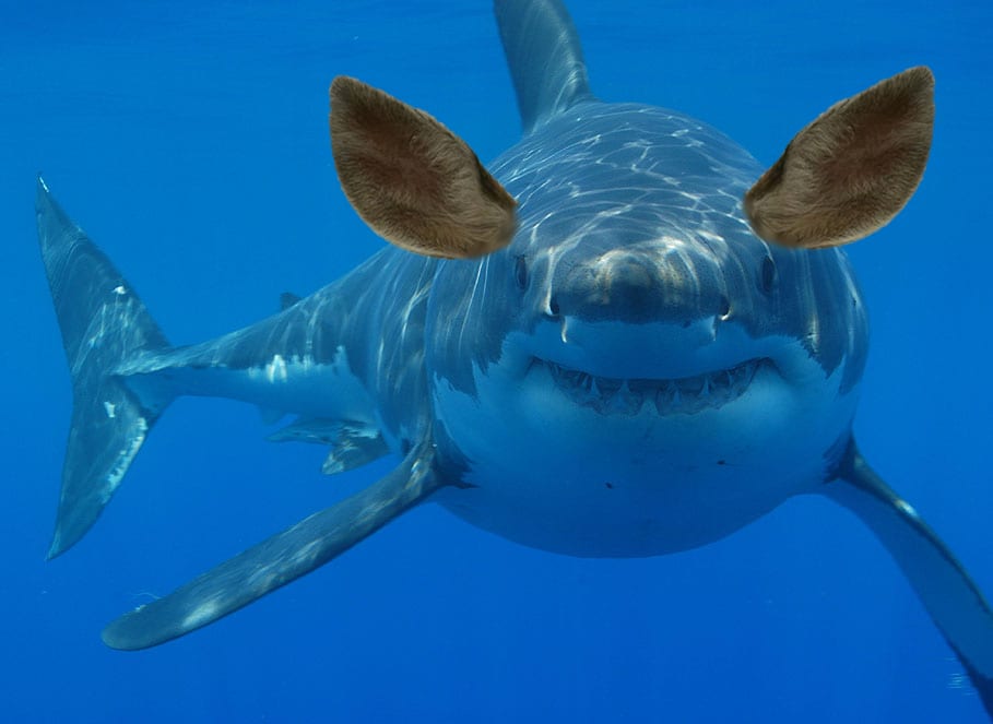 Do Sharks Make Noise? Unraveling the Underwater Symphony