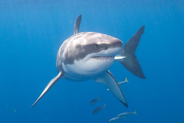 Fish and Game Considers Great Whites for ESA Protection, Animals